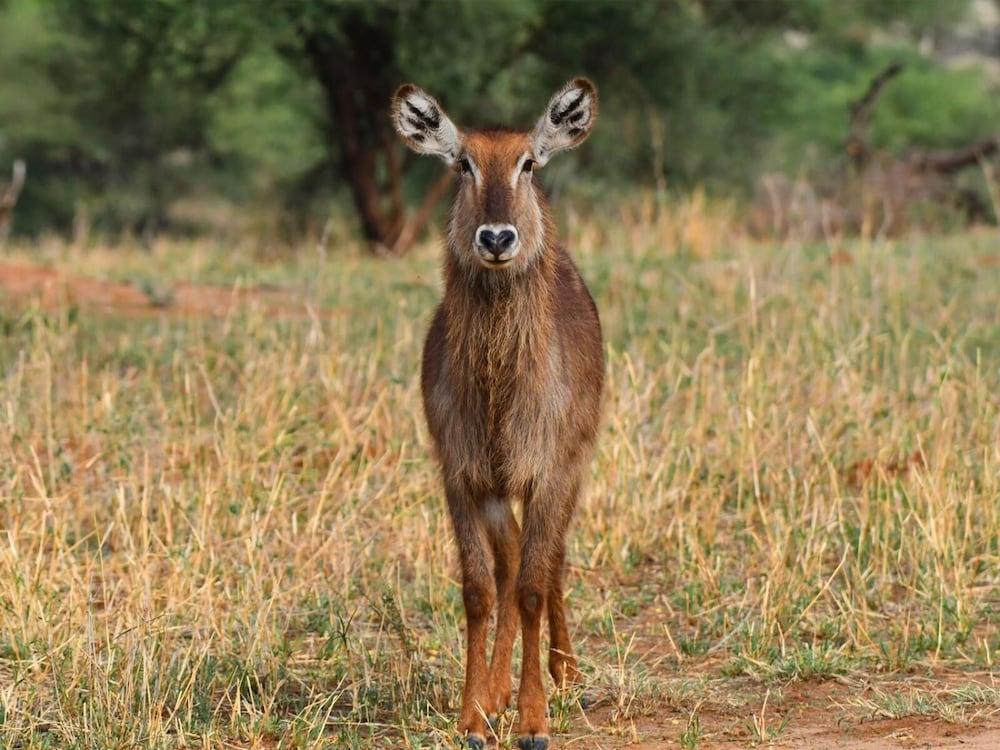 Готель Serengeti Wildebeest Camp Екстер'єр фото