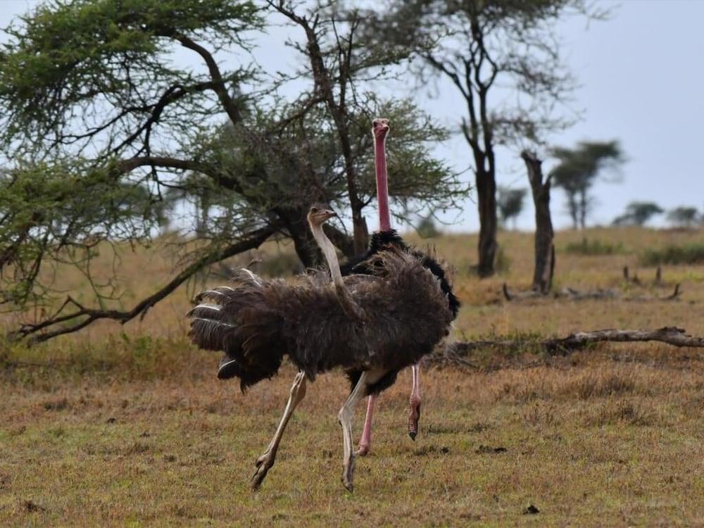 Готель Serengeti Wildebeest Camp Екстер'єр фото