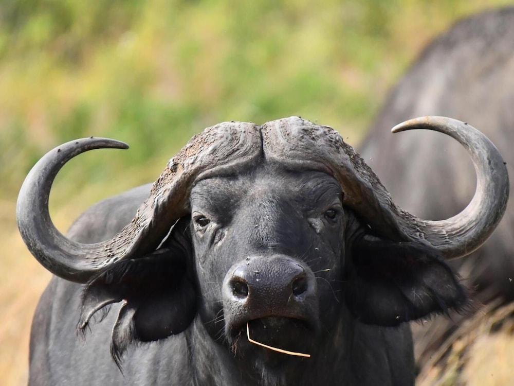 Готель Serengeti Wildebeest Camp Екстер'єр фото